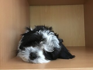 small puppy on a simple background. A black and white puppy sits on a striped background and looks...