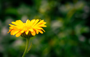 Yellow flower on a green background