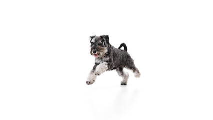 Lively Schnauzer running, showing its playful spirit against white studio background. Black and silver dog looks healthy. Concept of animals, domestic life, friendship and love, pet lovers.