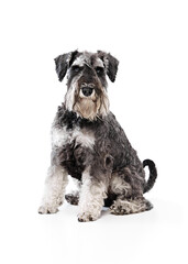 Beautiful, young Schnauzer sits proudly, showcasing its distinctive beard and expressive, smart eyes against white studio background. Concept of animals, domestic life, friendship and love, pet lover.