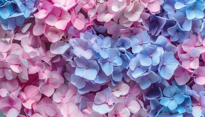 Close Up View of Pink and Blue Hydrangea Flowers