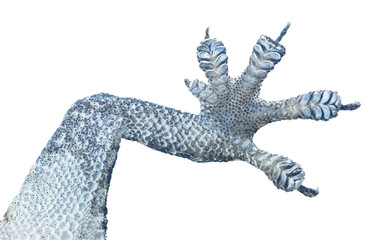 Gecko paw with white background.