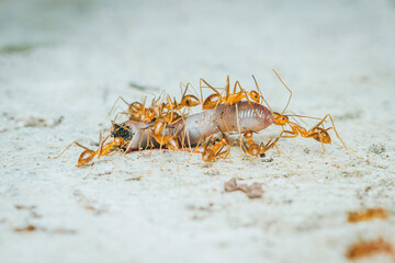 Red ants team is moving the prey.