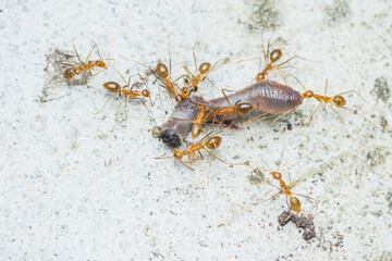 Red ants team is moving the prey.