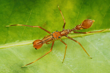 Red weaver-ant mimicking Jumper spider on green leaf.