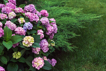 Pink hydrangea flowers blooming in a garden