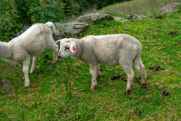 Obraz premium sheeps on the Isfjorden trail in the mountains of Andalsnes Norway in summer fog