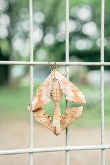 クチバスズメの交尾