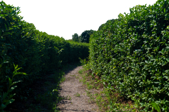 A path among the bushes of a square shape png. Path in a labyrinth of bushes png