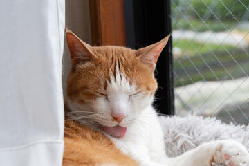 毛繕いをする猫　茶トラ白