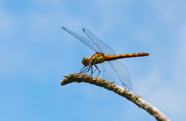 Red Dragonfly Resting on a Branch in Autumn（枝に止まる秋の赤とんぼ）	