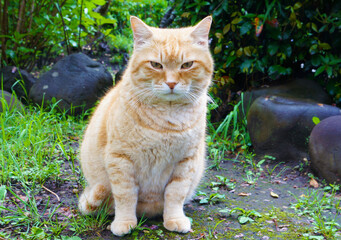 ドヤ顔の　のら猫さん