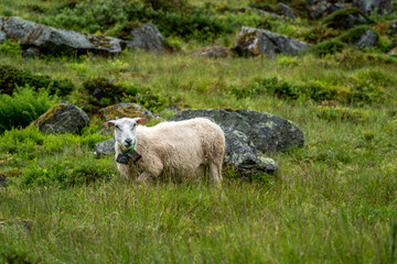Fototapeta premium sheeps on the Isfjorden trail in the mountains of Andalsnes Norway in summer fog