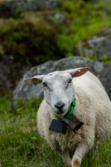 sheeps on the Isfjorden trail in the mountains of Andalsnes Norway in summer fog