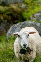 Obraz premium sheeps on the Isfjorden trail in the mountains of Andalsnes Norway in summer fog