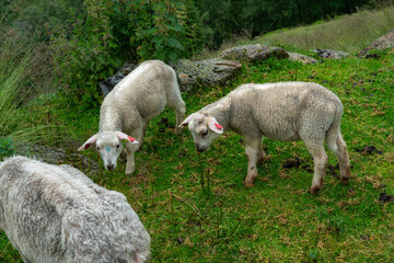 Obraz premium sheeps on the Isfjorden trail in the mountains of Andalsnes Norway in summer fog