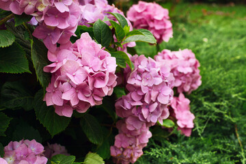 Pink hydrangea flowers blooming in a garden