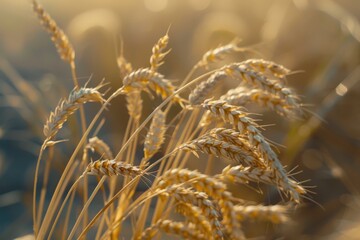 Obraz premium Close-up shot of wheat heads swaying gently in the golden light of a sunset