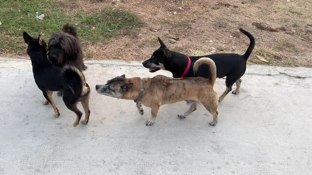 dog dating, dogs mongrels Males sniffing a female. Four dogs of different breeds