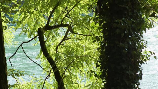 Adda, fiume Adda, Crespi d'Adda, river, wild rivers, flowing water, bright, water, riverside, trees, tree, wood, Vaprio d'Adda, Calolziocorte, Calusco d'Adda, mountain, clear water, nature