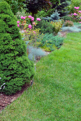 Spruce ‘Jean’s Dilly’ (Picea glauca ‘Jean’s Dilly’), a very small spruce with a very conical habit, growing in a garden. Beautiful landscapes. Selective focus on the spruce. Selective focus.