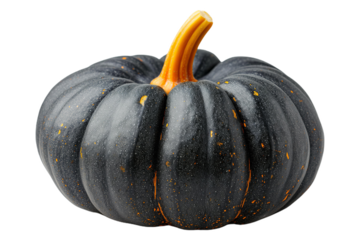 black Pumpkin isolated on white background, ripe fresh vegetable side view. Halloween, Thanksgiving. Design, food, template, nature and fall theme.