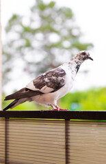 Close up photo of white and black color pigeon walking on the balcony outdoor
