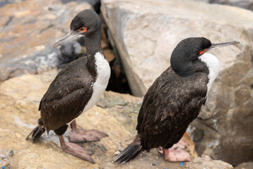 Birds and Boats in Lima's Port