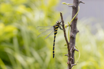 オニヤンマのオス -Golden-ringed dragonfly- © kelly marken