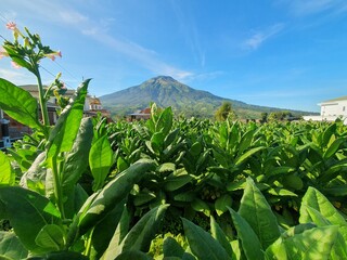 Little house in the vegetables fields with mountain on background. Perfect for natural background or agricultural concept. 