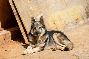 portrait of a mantiqueira shepherd resting peacefully, dog breed of Brazilian nationality