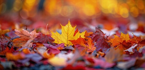 Vibrant Fall Foliage on a Sunny Autumn Day