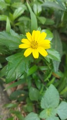 Sphagneticola calendulacea herb plant yellow blooming flowers