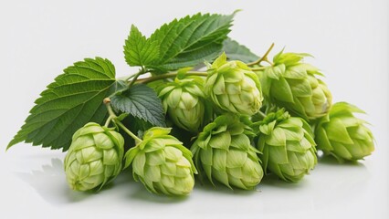 Fototapeta premium A lush green branch heavily laden with ripe hop cones, their papery bracts a warm golden brown, isolated on a soft focus background.