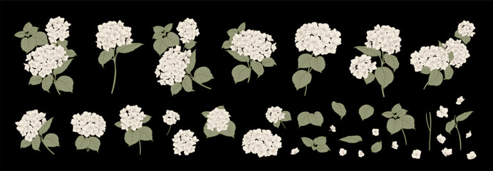 Set of differents white hydrangea on black background. Elegant line art, outline illustration.