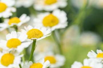 Springtime chamomile blossoms in garden