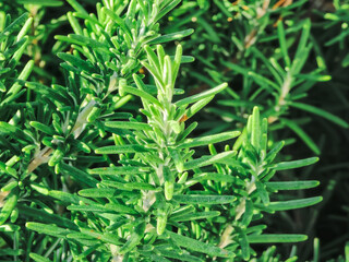 Close-up fresh rosemary plant in the garden