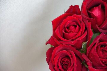赤い薔薇