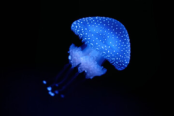 Bioluminescent Jellyfish Phyllorhiza punctata white-spotted jellyfish aka floating bell, Australian spotted jellyfish luminescent underwater © Dmitry Rukhlenko