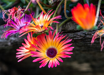 red and yellow flower