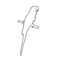 Parrot Ara Macaw line icon flat sign