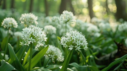 Fototapeta premium Delicate white blooms of wild garlic in the field