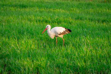stork walking and looking for frogs on a green wet meadow in summer. wild bird.