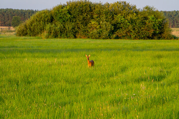 a small deer standing on a green meadow on a beautiful sunny summer day. wild nature and wild animals. © Adam