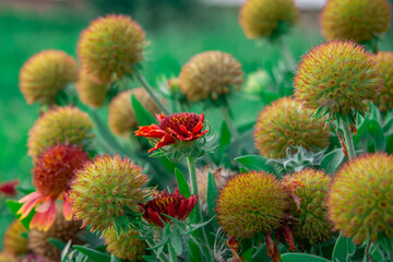 Gaillardia agular. two flowers, one developed, the other not, a flower from the aster family on a blurred background. perennials. © Adam