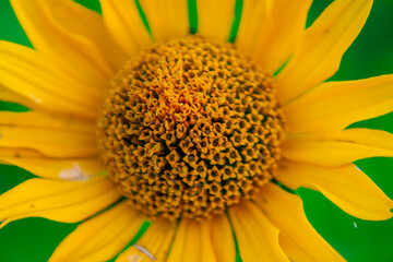 inner heliopsis of a beautiful yellow flower from the aster family. macro scale flower, flower pattern and decoration