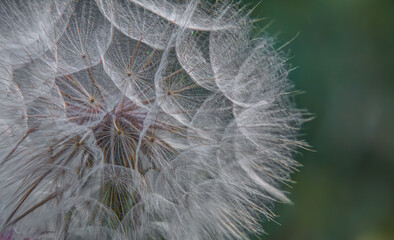 a flower called a dandelion on a macro scale looking like a ball with a blurred background © Adam