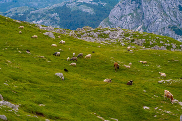 Fototapeta premium Sheep grazing on hillside in scenic natural landscape