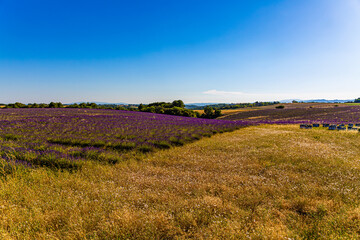 Paysage de Lavandes, Plateau de Valensole, Alpes, de Haute-Provence, France