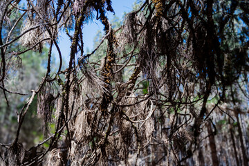 A tree with dead branches and leaves. The tree appears to be in a state of decay, and the overall...